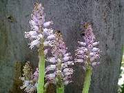 Lachenalia unicolour